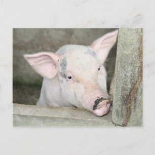 Piglet Postcard