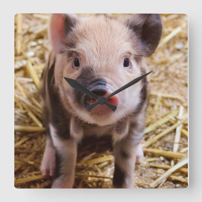 Piglet Square Wall Clock (Front)
