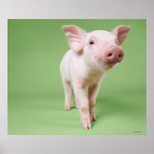 Piglet Standing Poster