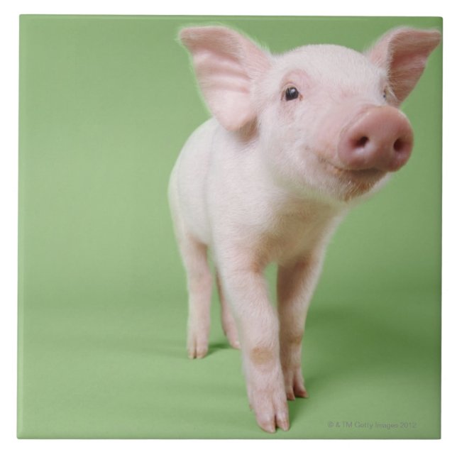 Piglet Standing Tile (Front)