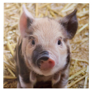 Piglet Tile
