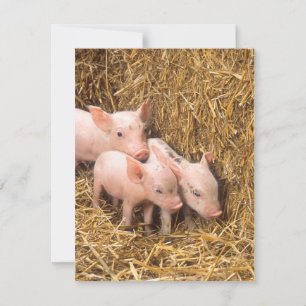 Piglets