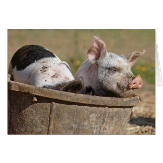 Piglets in a Bucket Card