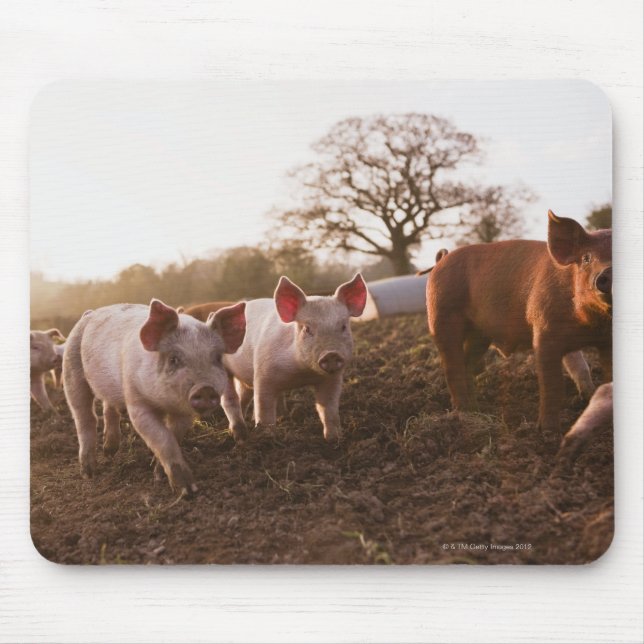 Piglets in Barnyard Mouse Pad (Front)