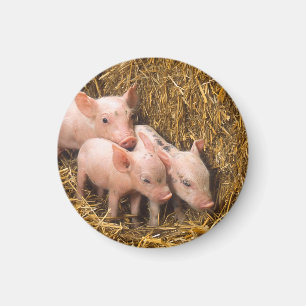 Piglets Magnet