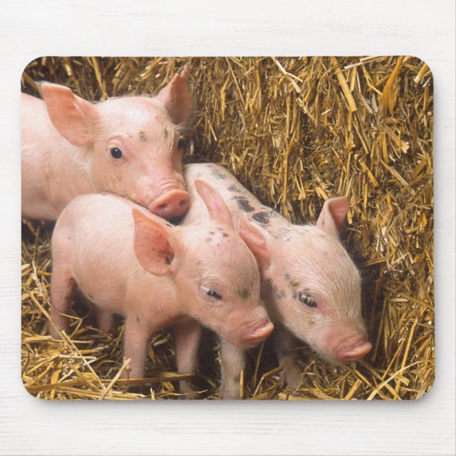 Piglets Mouse Pad (Front)