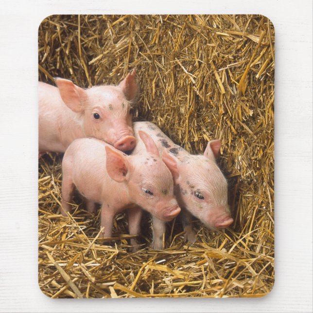 Piglets Mouse Pad (Front)