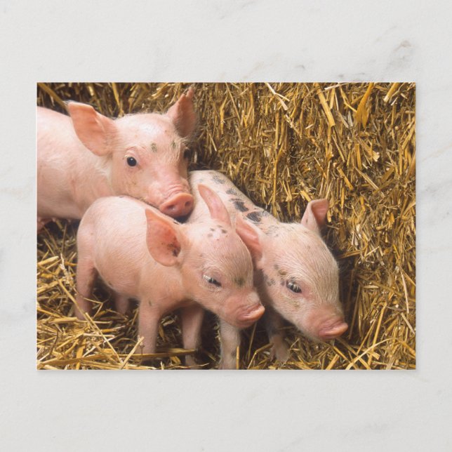 Piglets Postcard (Front)