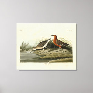 Pigmy Curlew (Sandpiper) Audubon Birds of America  Canvas Print