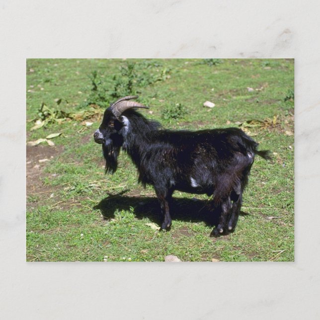 Pigmy Goat Postcard (Front)