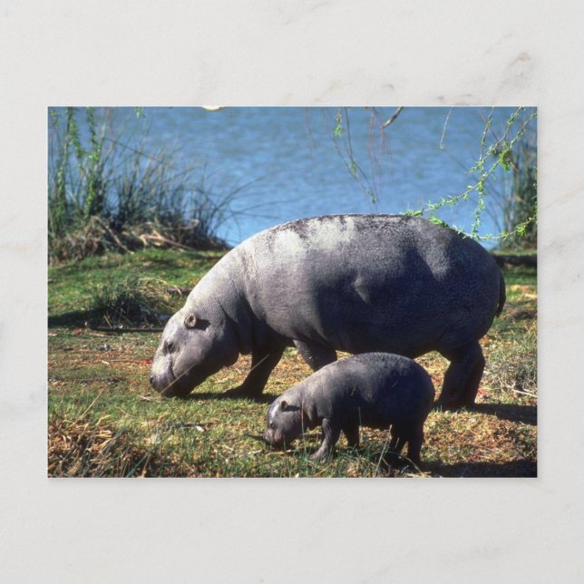 Pigmy Hippos cow with small calf Postcard (Front)