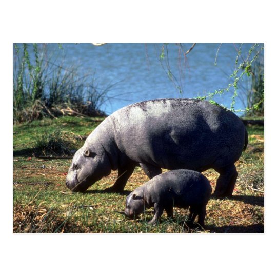 Pigmy Hippos cow with small calf Postcard