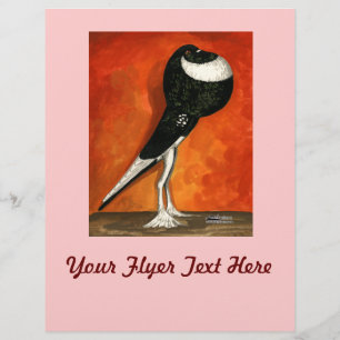 Pigmy Pouter Pigeon Black Pied Flyer