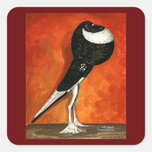 Pigmy Pouter Pigeon Black Pied Square Sticker