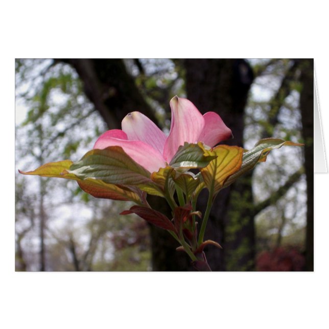 Pignon rose (Devant horizontal)