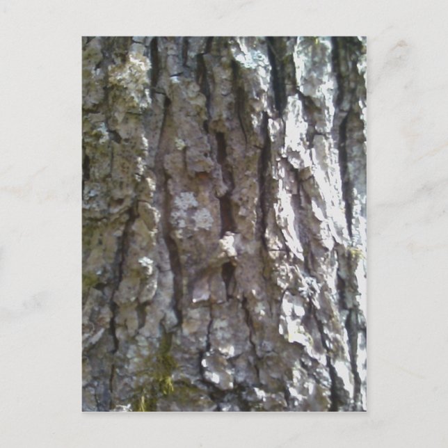 Pignut Hickory Tree Bark Postcard (Front)