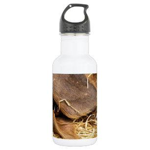PIGS 532 ML WATER BOTTLE