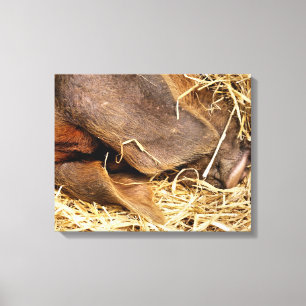 PIGS CANVAS PRINT