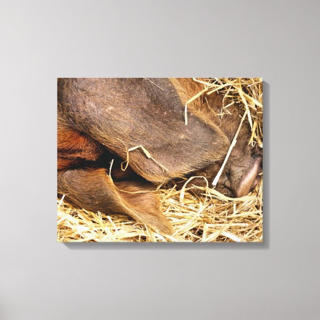 PIGS CANVAS PRINT (Front)