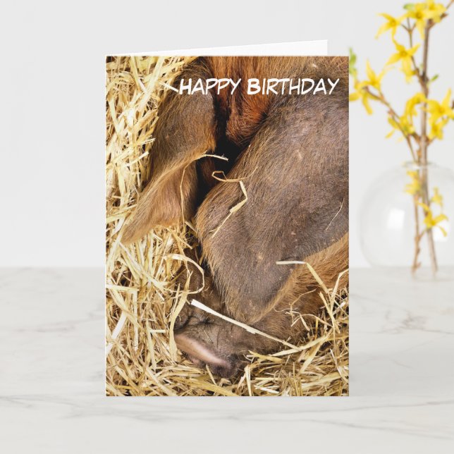 PIGS CARD (Yellow Flower)