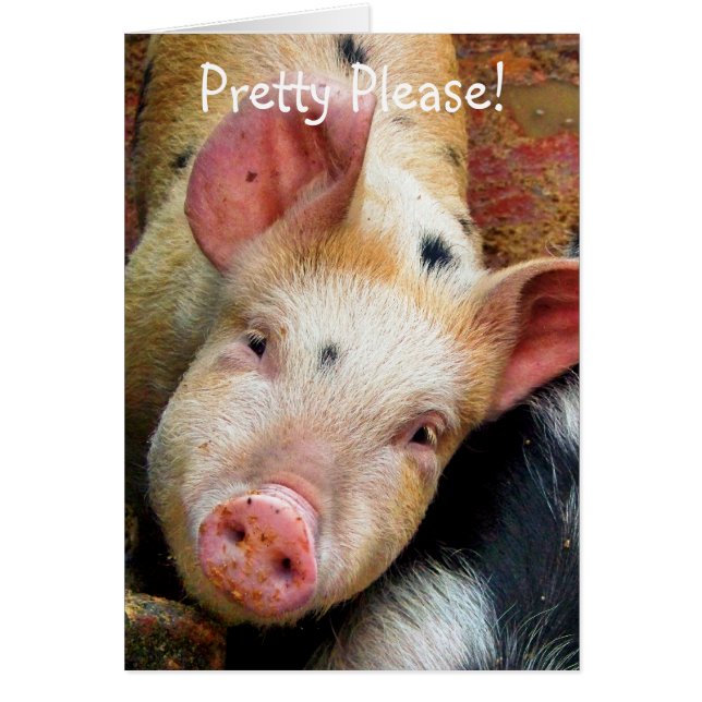 PIGS card (Front)