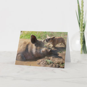 Pigs ear greeting card
