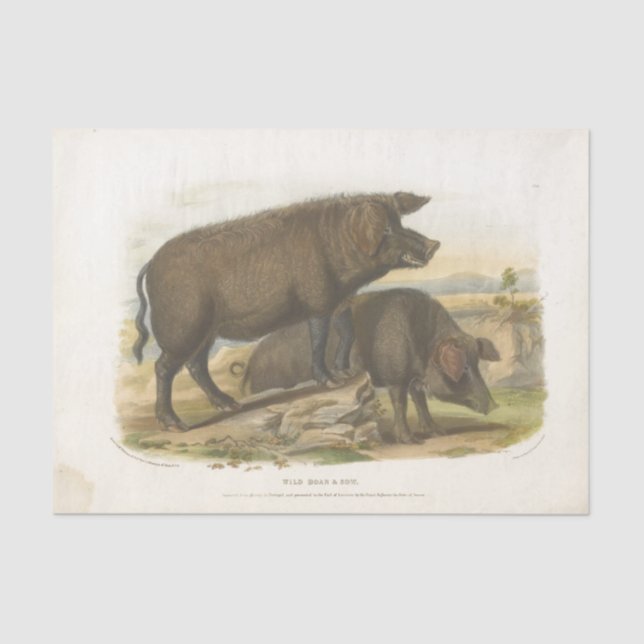 Pigs Ephemera Decoupage Vintage Farm Tissue Paper (Front)