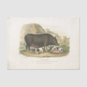 Pigs Ephemera Decoupage Vintage Farm Tissue Paper
