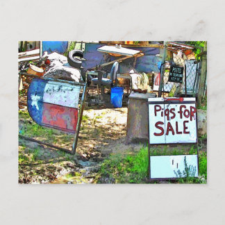 Pigs for Sale in Dale, TX Postcard