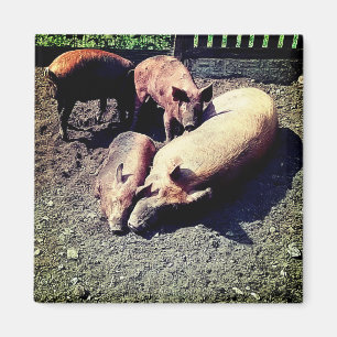 Pigs , having a hug in the mud magnet