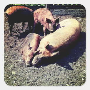 Pigs , having a hug square sticker