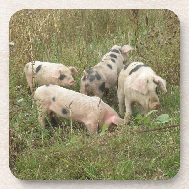 Pigs in a Field Cork Coaster (Front)
