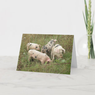 Pigs in a Field Greeting Card