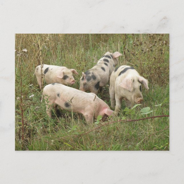 Pigs in a Field Postcard (Front)