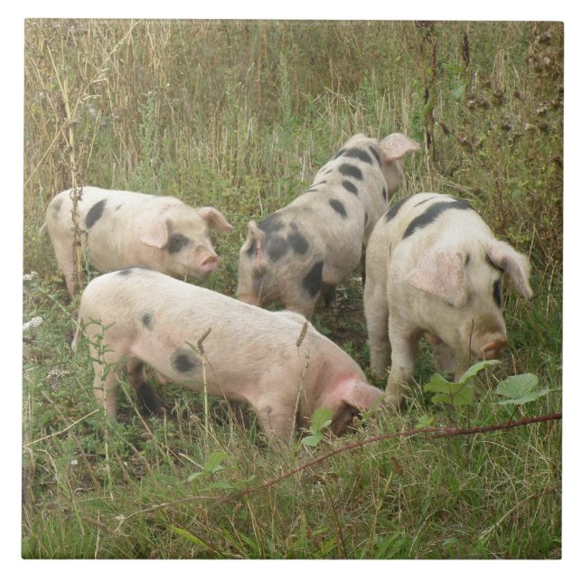 Pigs in a Field Tile (Front)
