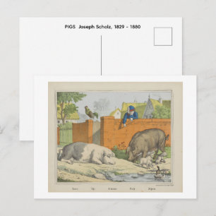 PIGS Joseph Scholz, 1829 - 1880 Postcard