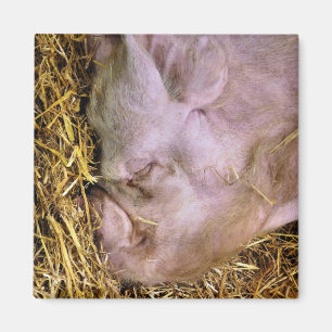 PIGS MAGNET