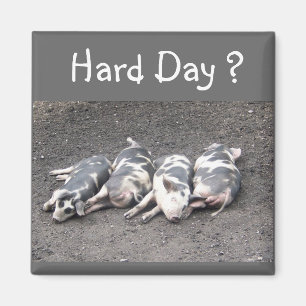 Pigs Magnet