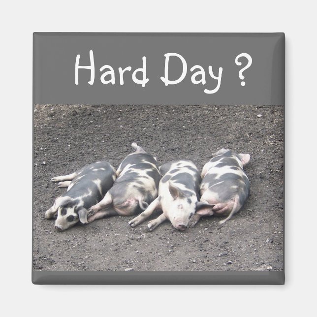 Pigs Magnet (Front)