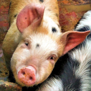 PIGS MAGNET