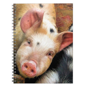 PIGS NOTEBOOK
