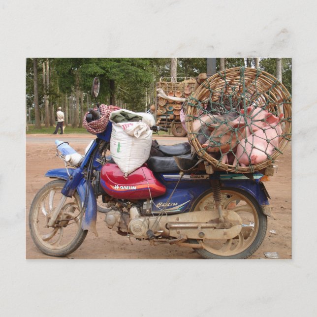 Pigs on motorbike-Cambodia Postcard (Front)