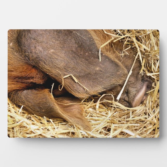 PIGS PLAQUE (Front)