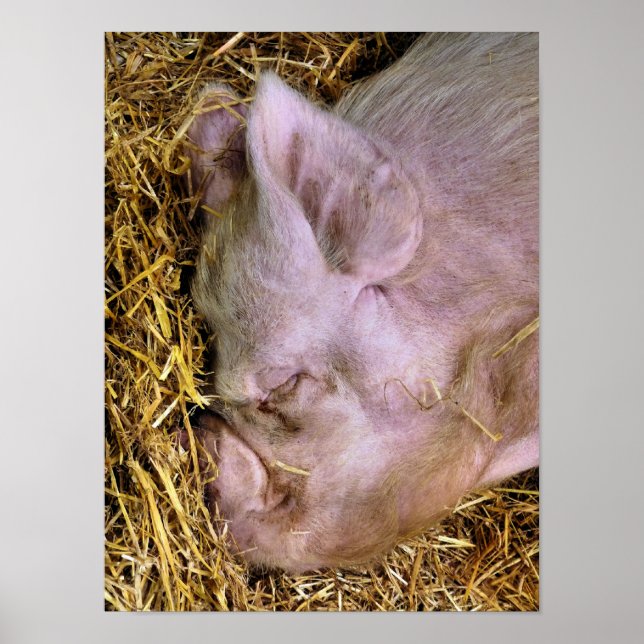 PIGS POSTER (Front)