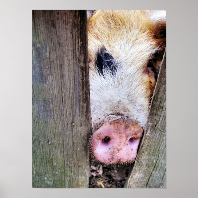 PIGS POSTER (Front)