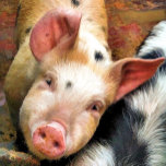 PIGS SILVER PLATED NECKLACE<br><div class="desc">This cute little pig just wants to say "Hi"! England UK.
com</div>