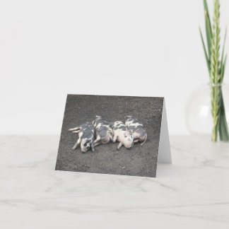 Pigs sleeping card