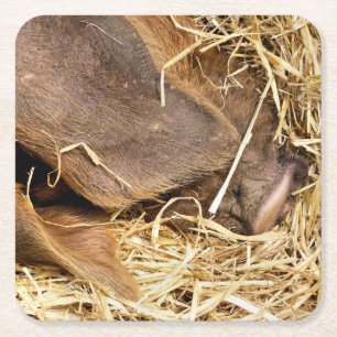 PIGS SQUARE PAPER COASTER