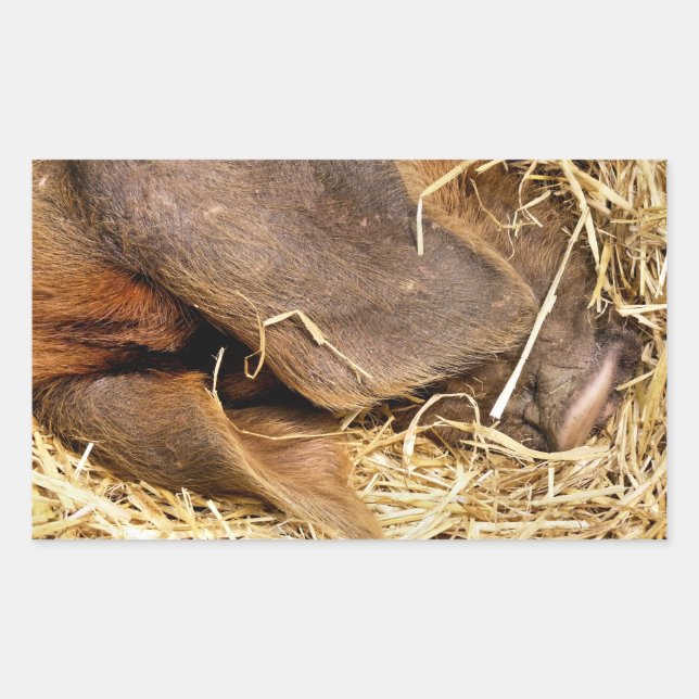 PIGS STICKER (Front)