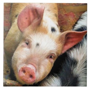 PIGS TILE